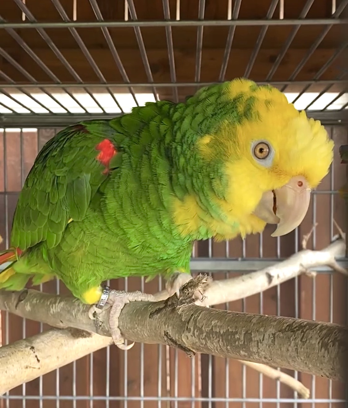Amazone à tête jaune